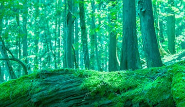 Environment　Img